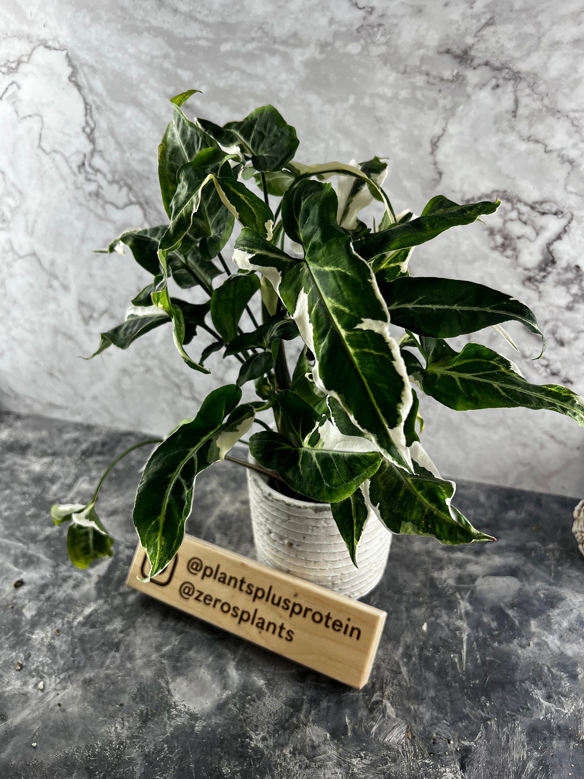 Syngonium T25 For Sale  Syngonium T25 Seeds – AROIDPLANT