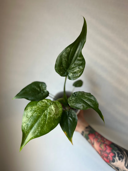 Alocasia Cucullata Albo Variegated