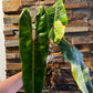 Philodendron Billietiae Variegated