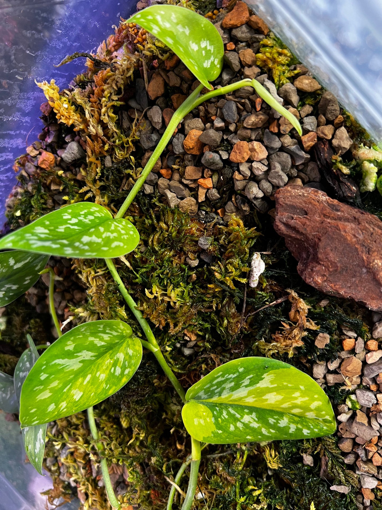 Scindapsus ‘Marahuyo’