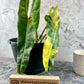 Philodendron Billietiae Variegated