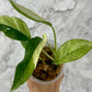 Monstera Laniata Variegated