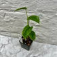 Monstera Membranacea ‘Caribbean’