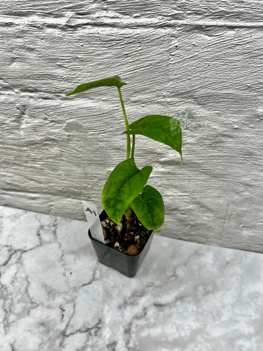 Monstera Membranacea ‘Caribbean’