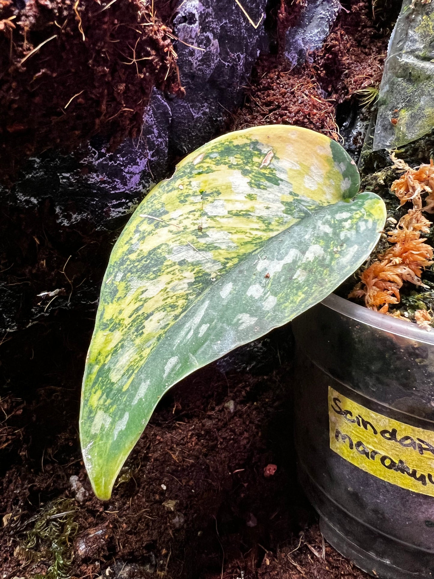 Scindapsus ‘Marahuyo’