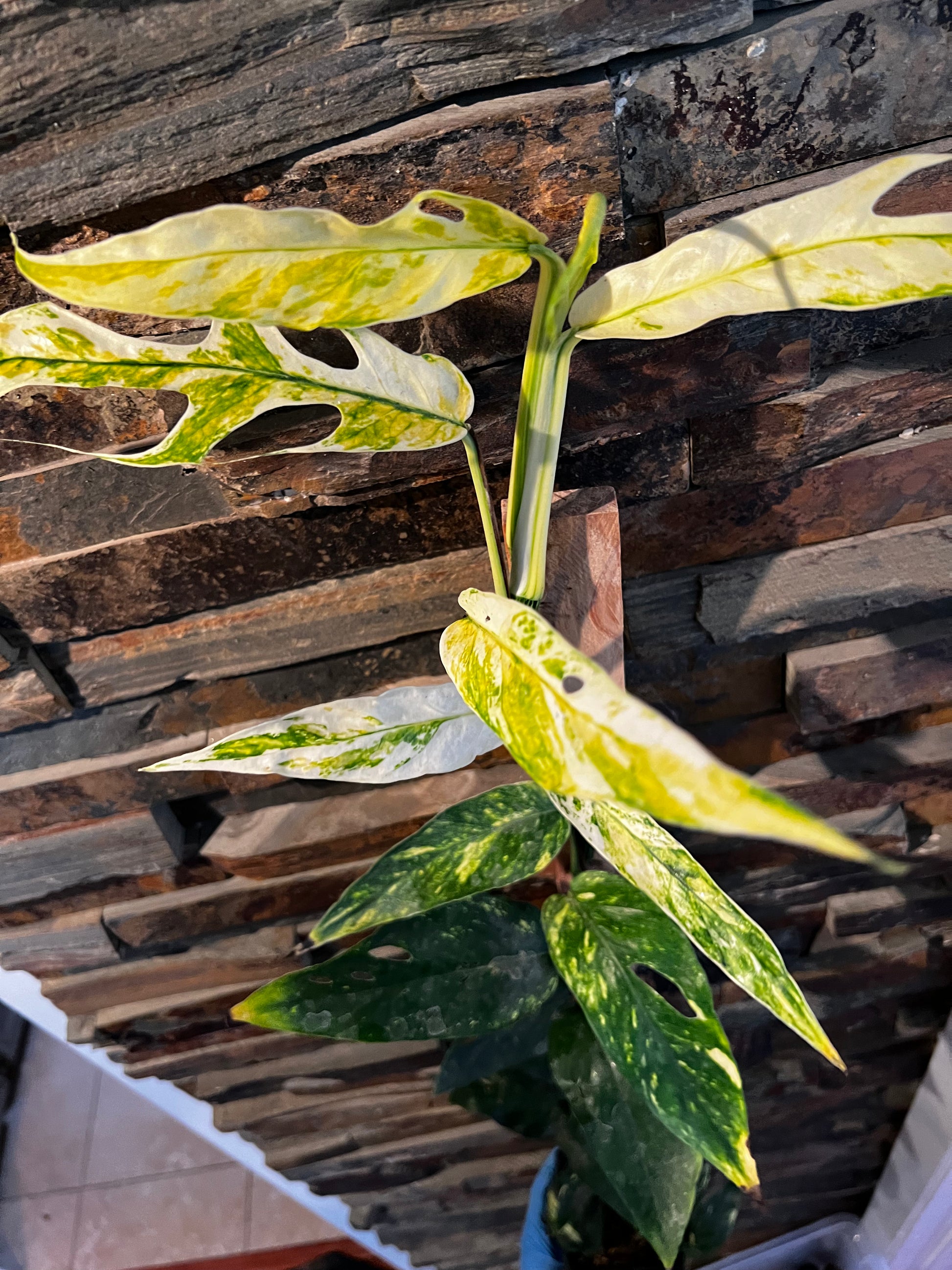 Epipremnum Pinnatum Yellow Variegated (Yellow Flame)