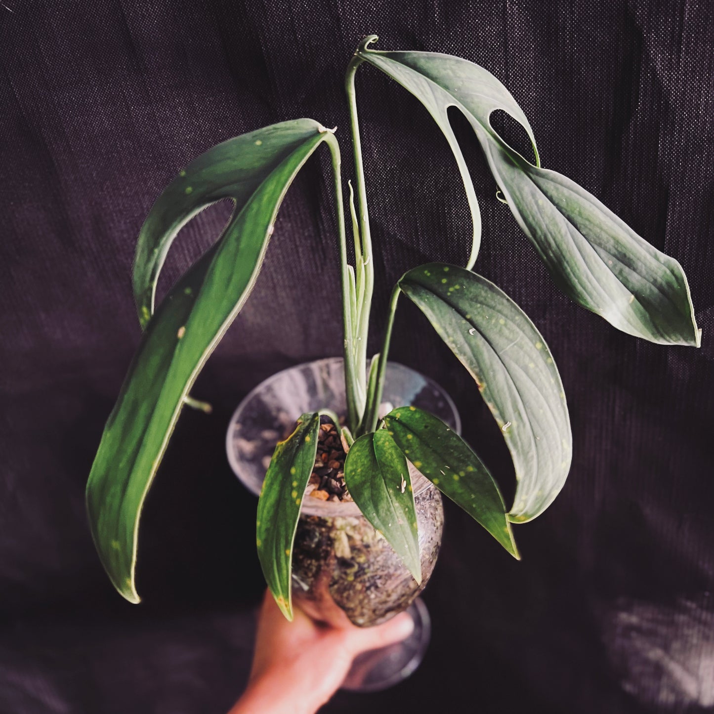 Monstera Croatii