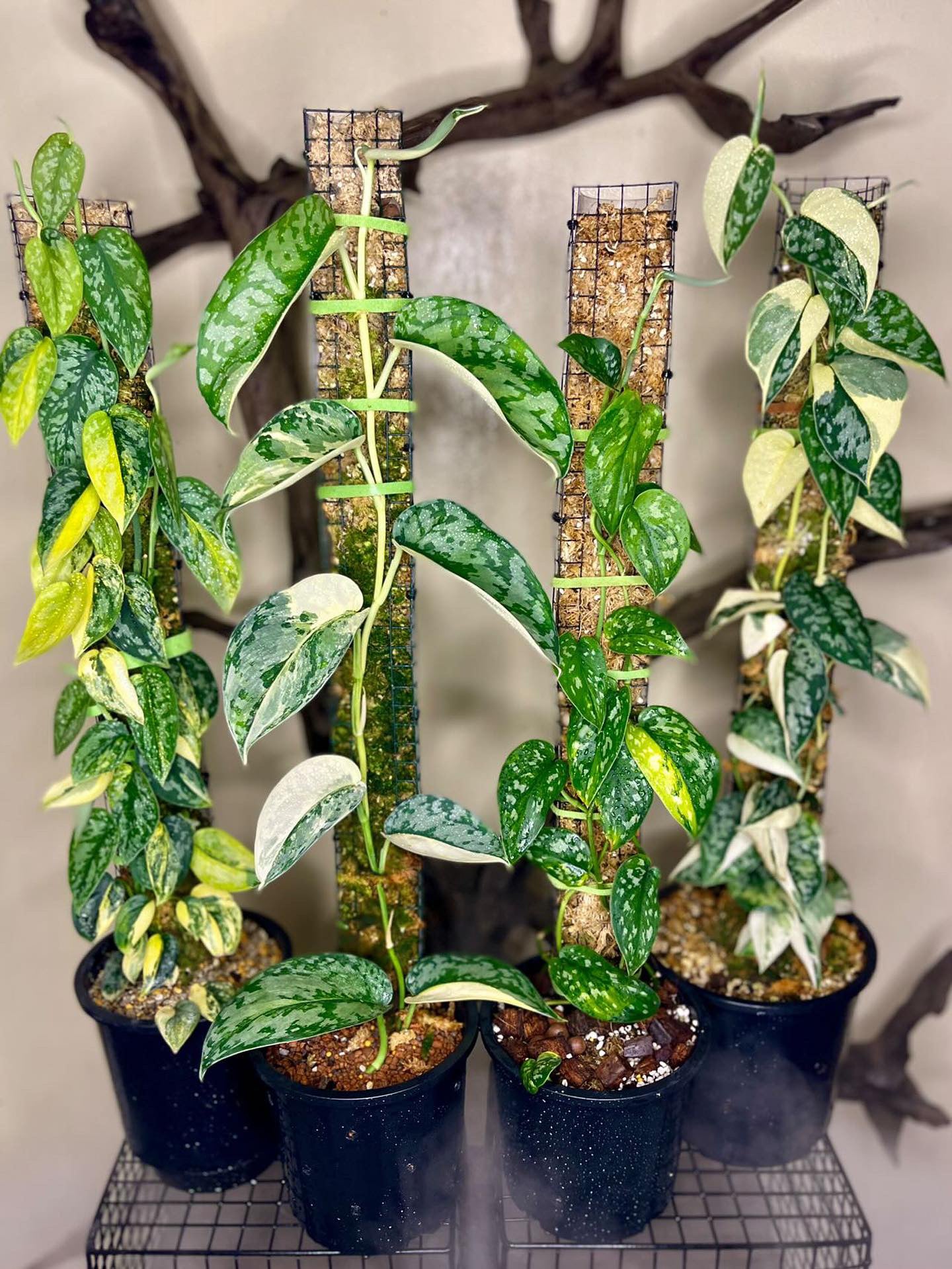 Scindapsus ‘Marahuyo’
