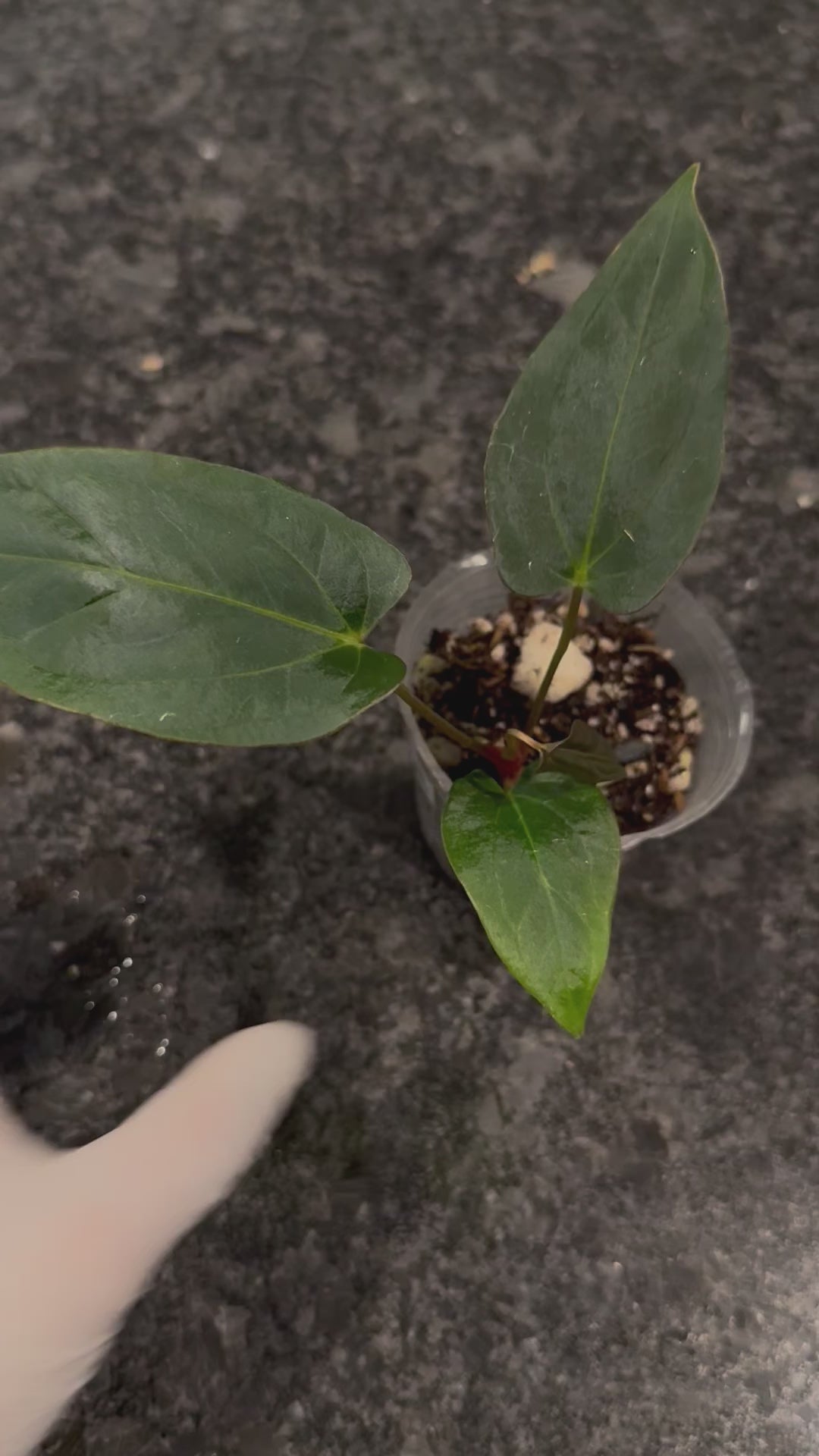 その他観葉植物 Anthurium Ace of Spades x Papililaminum 4” Anthurium 'Ace of Spades' x papillilaminum – Canopy Plant Co.