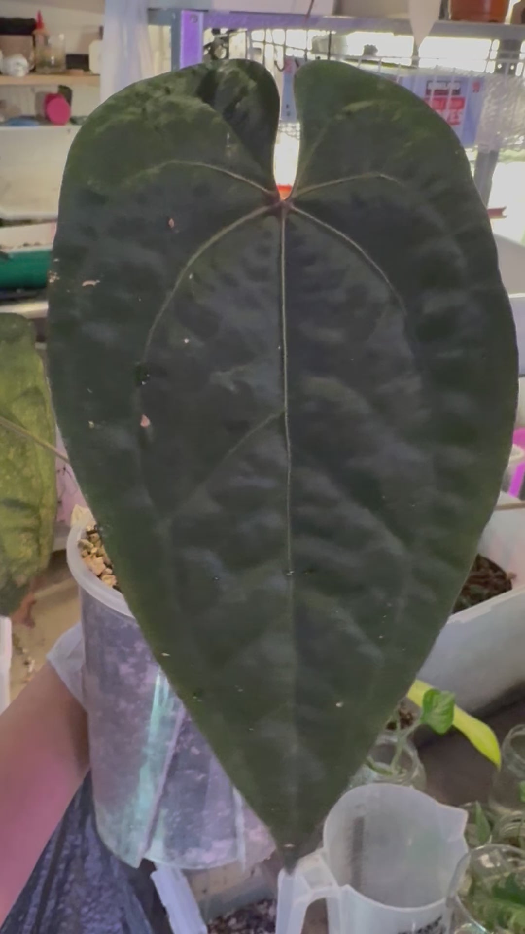 Anthurium Ace of Spades (Dark form) – Zero's Plants