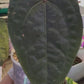 Anthurium Ace of Spades (Dark form)