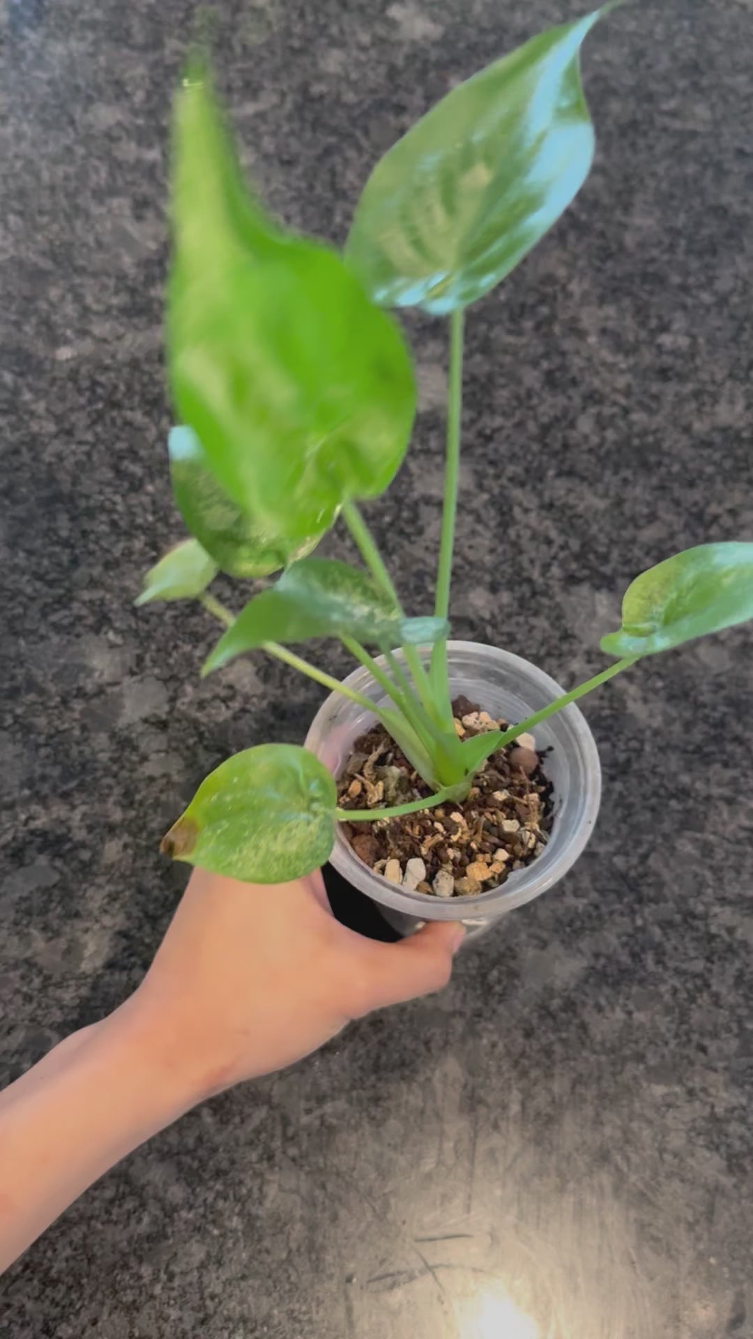 Alocasia Cucullata Albo Variegated – Zero's Plants