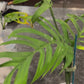 Monstera Croatii