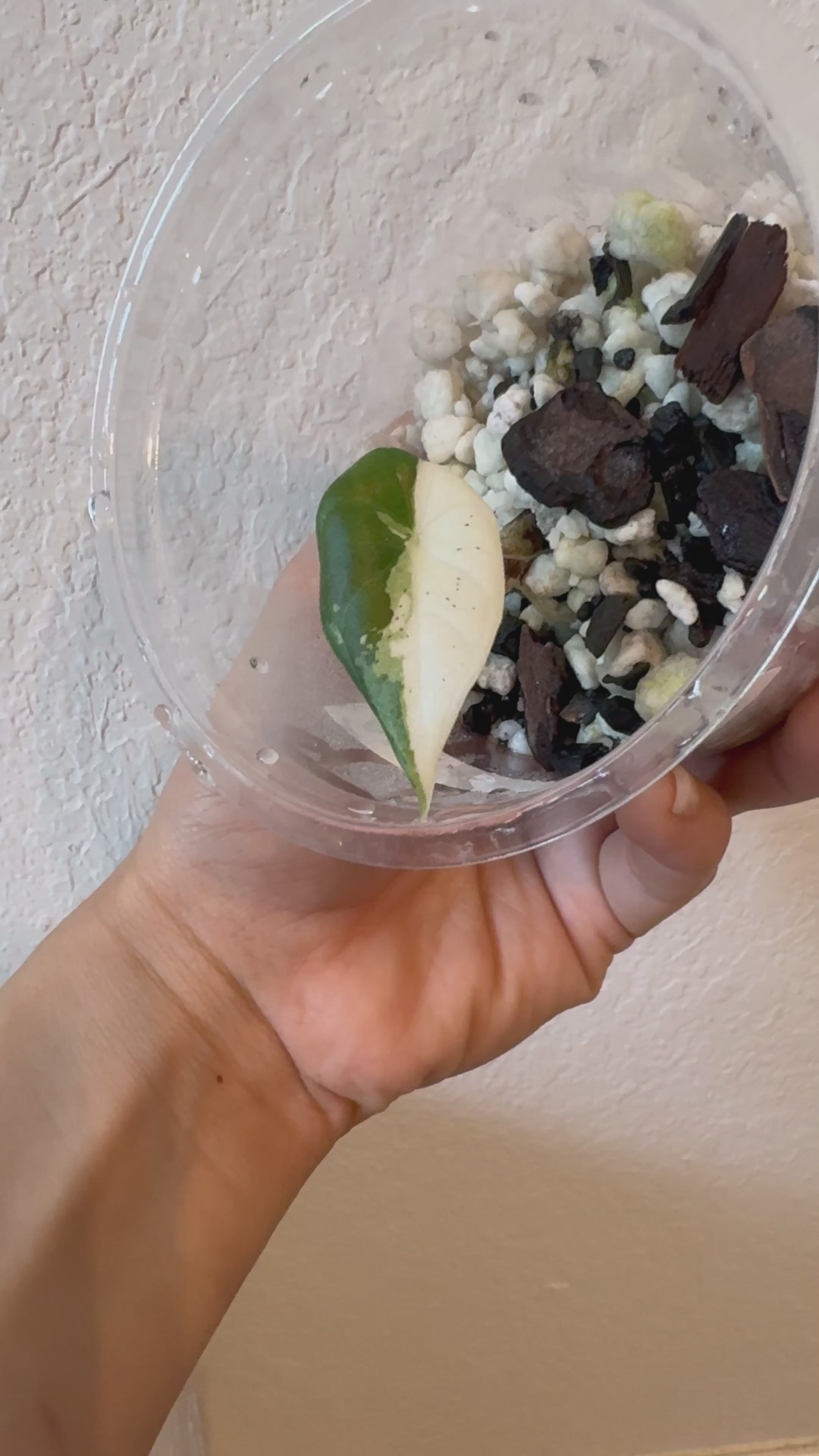 Alocasia Maharani Albo Variegated – Zero's Plants