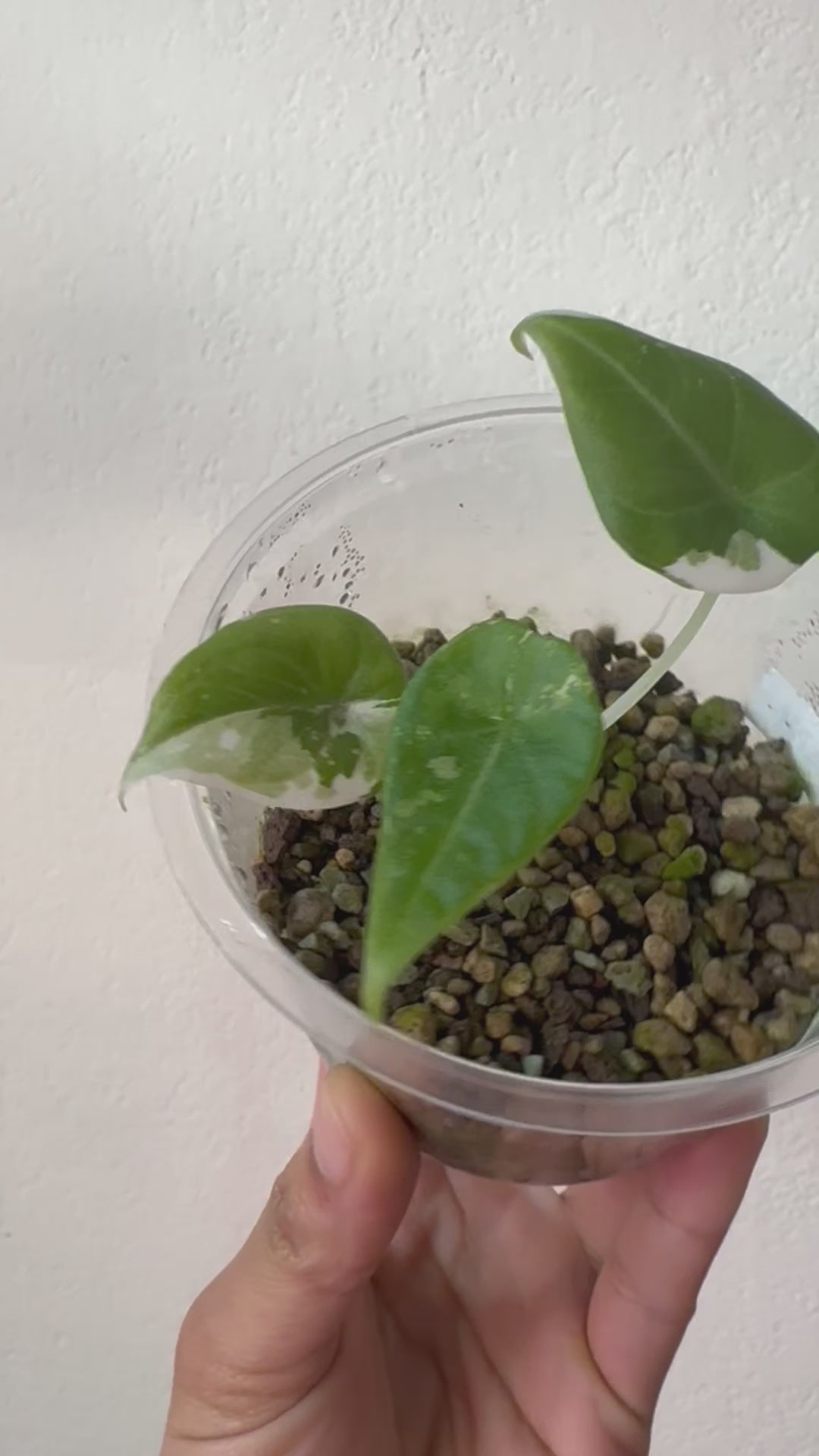 Variegated Alocasia Maharani Albo – Zero's Plants
