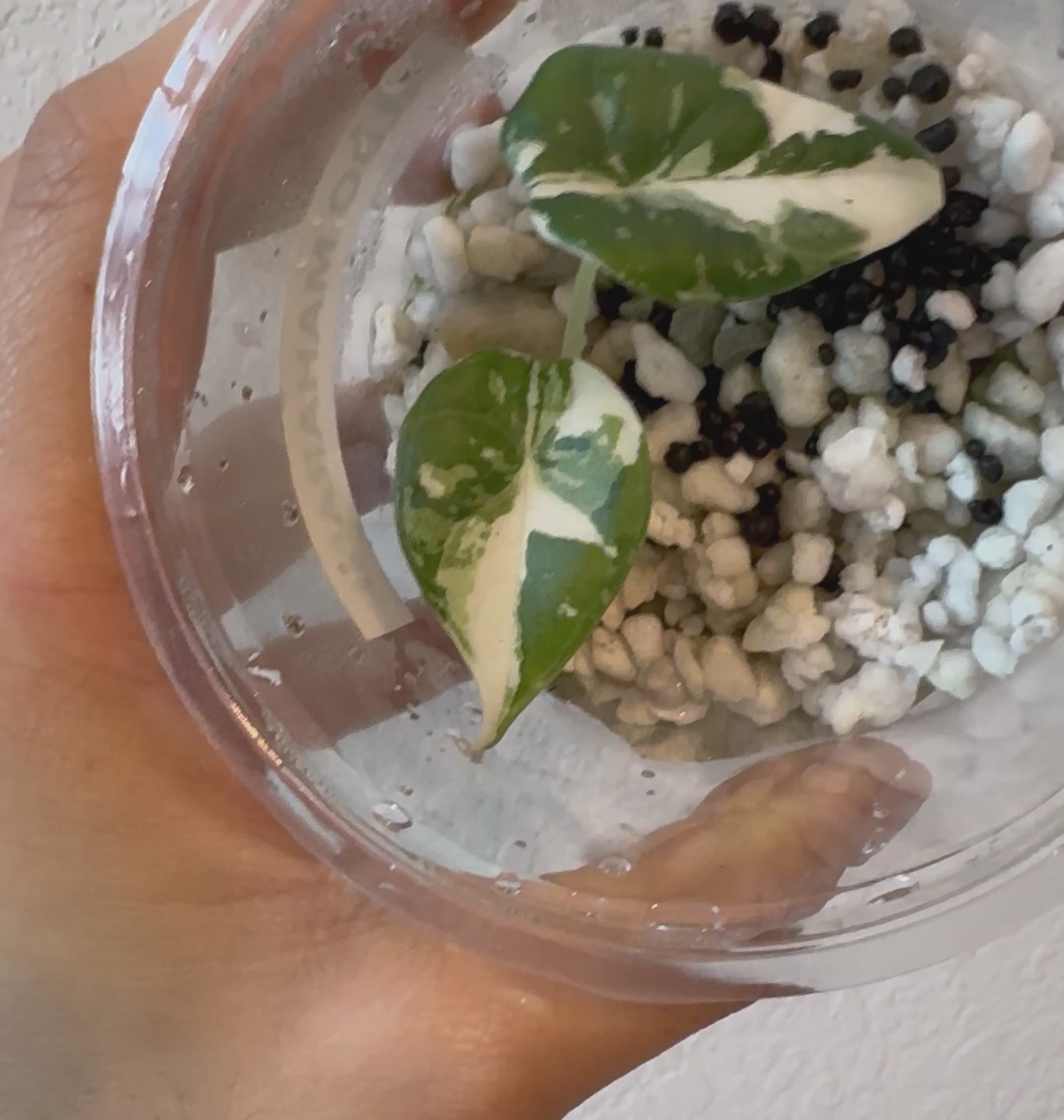 Variegated Alocasia Maharani Albo – Zero's Plants