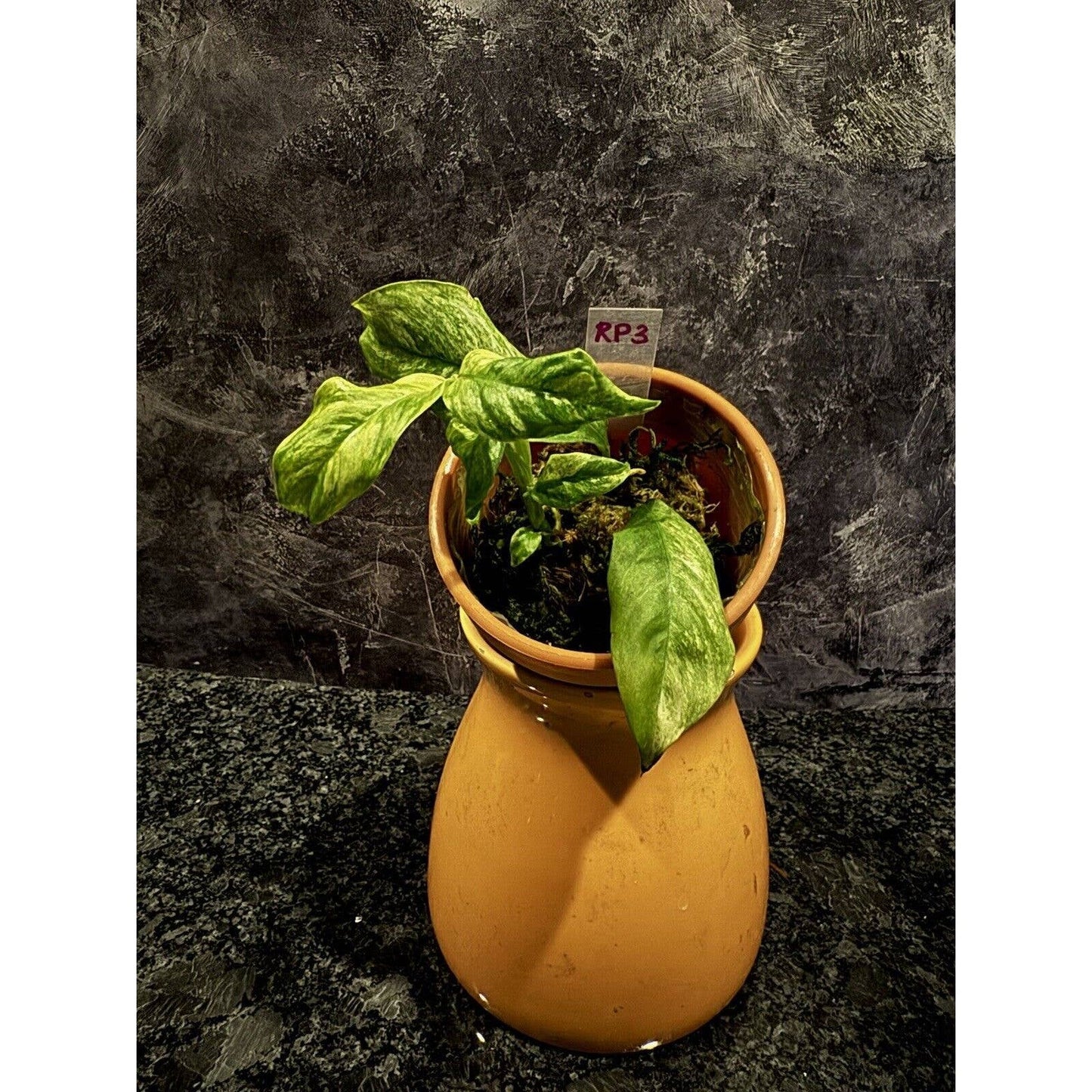 Variegated Rhaphidophora Puberula