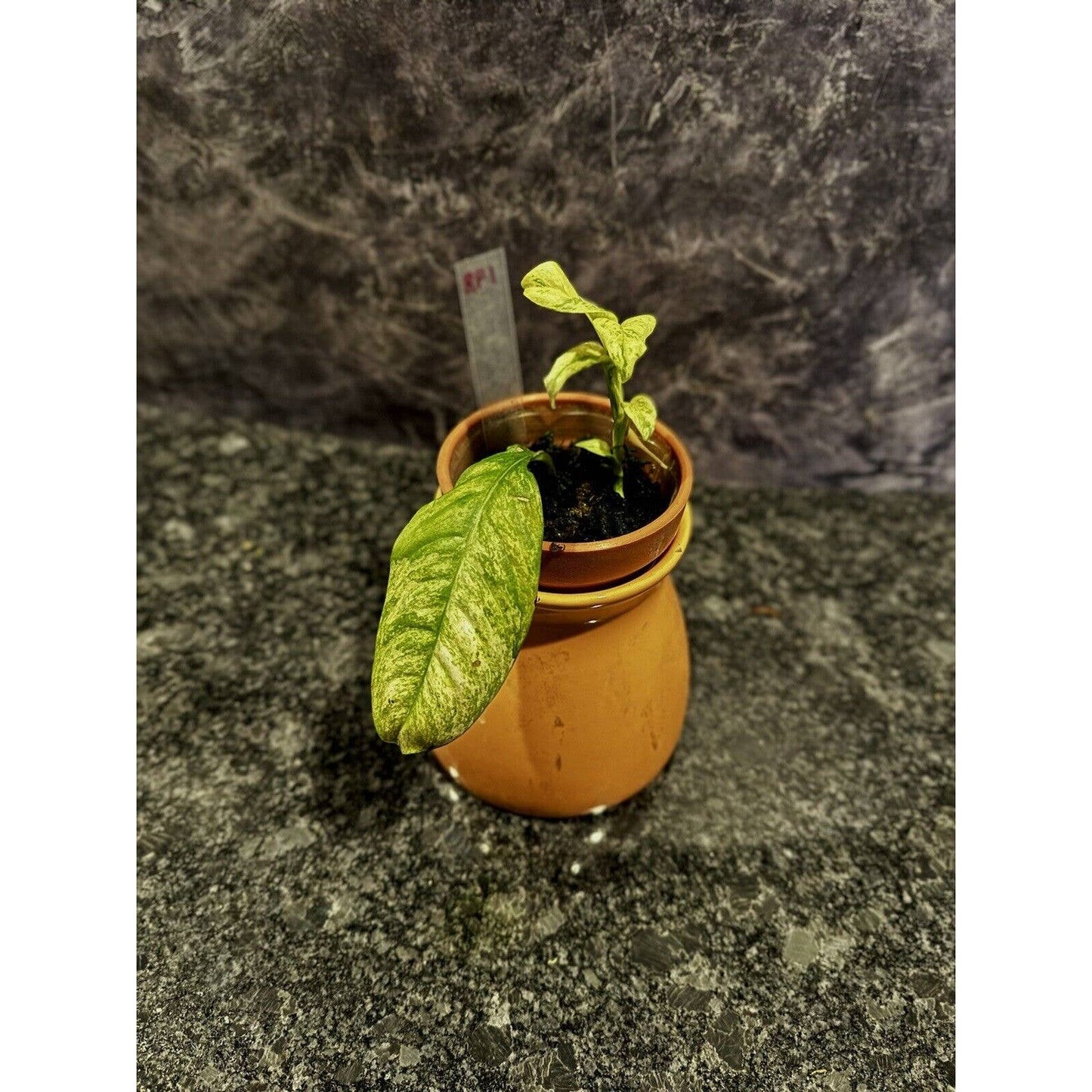 Variegated Rhaphidophora Puberula