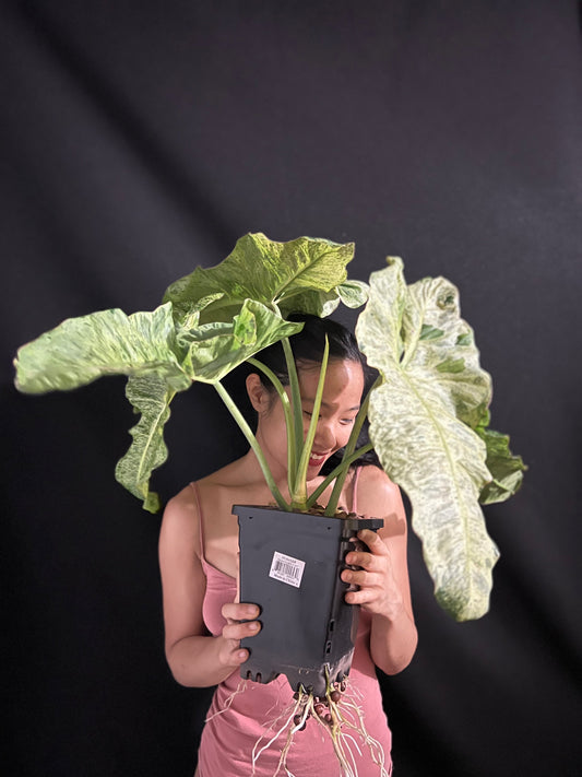 Mother plant