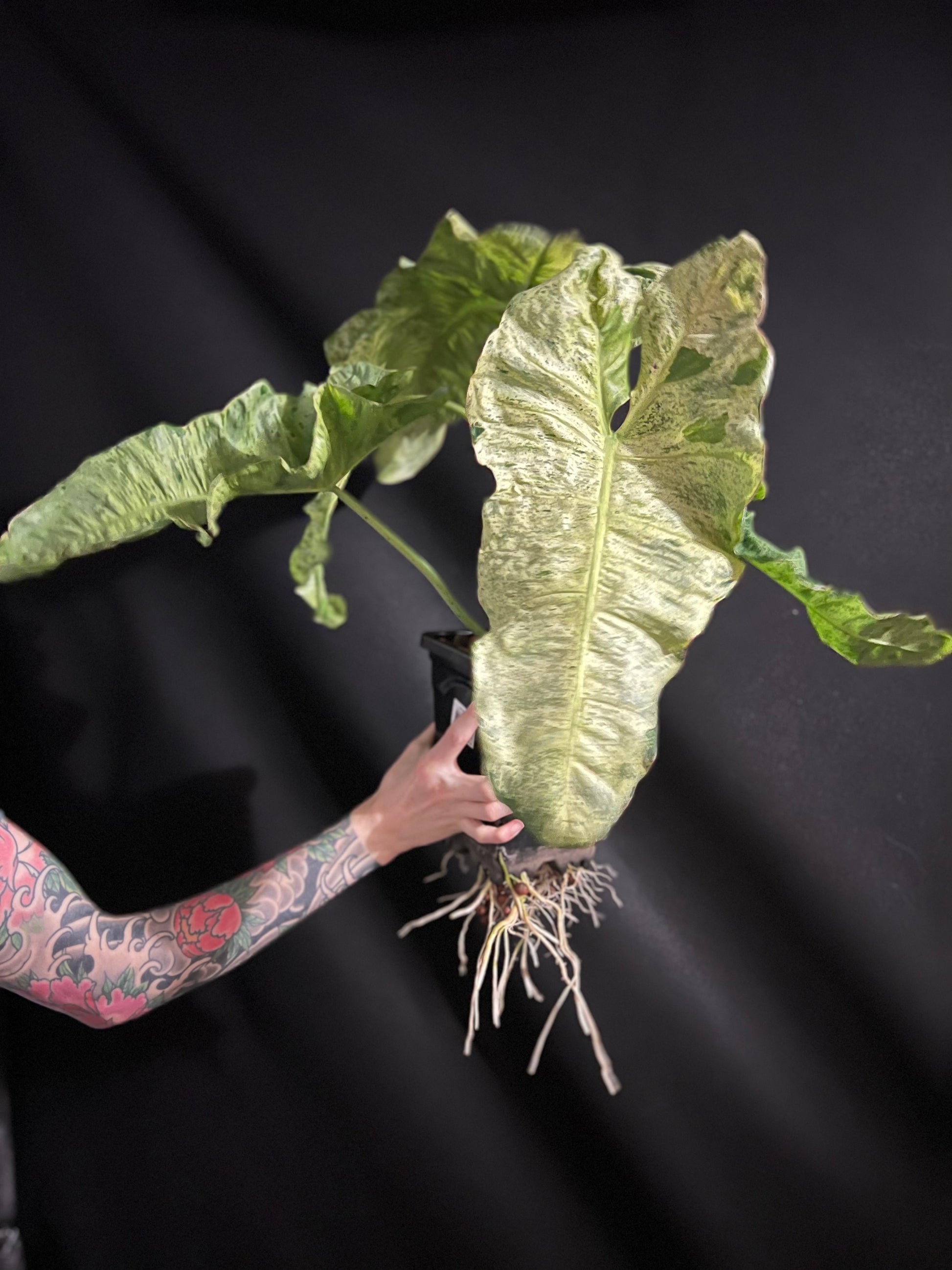 Mother plant