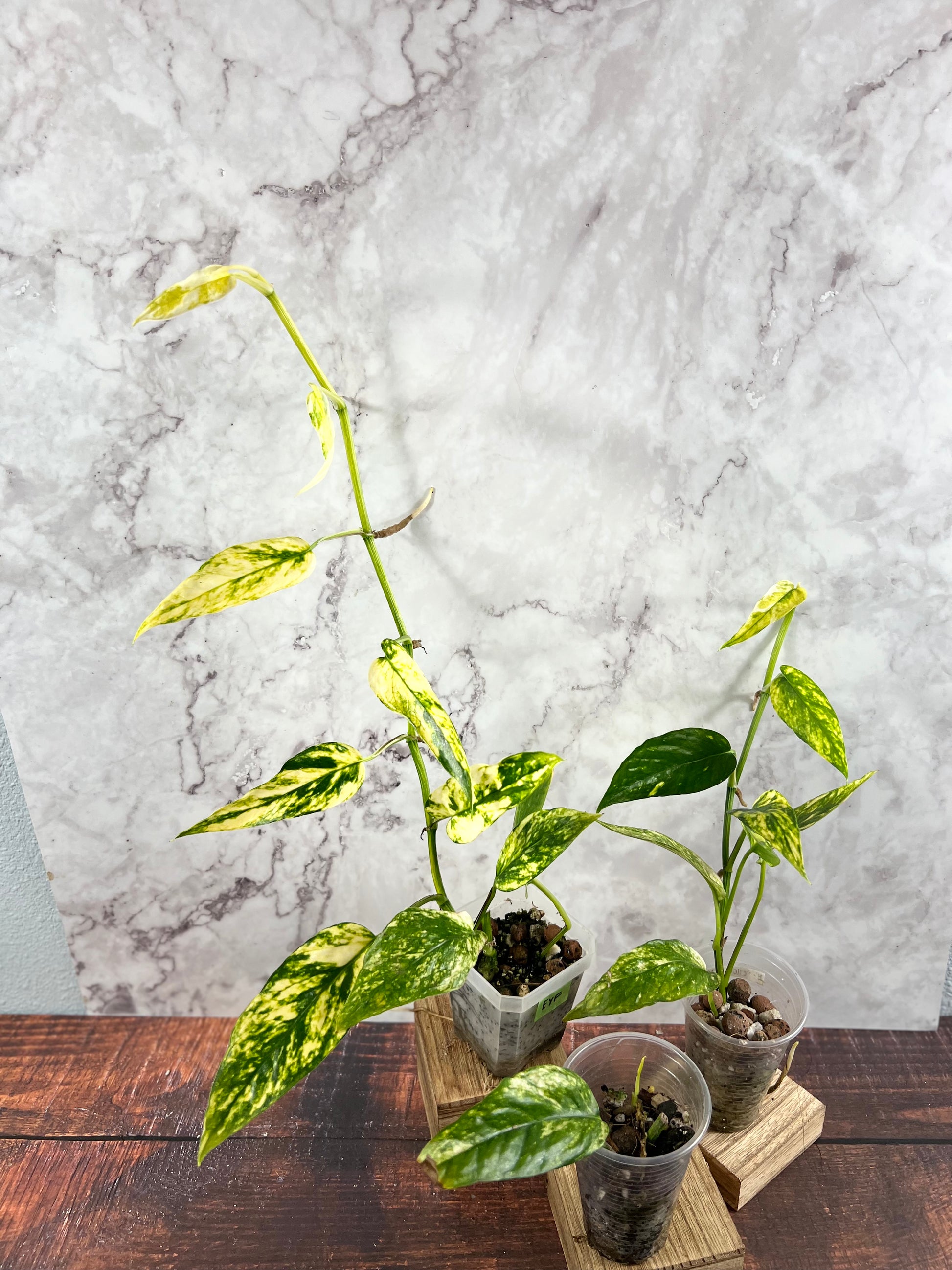 Epipremnum Yellow Flame Aurea - Small – PlantyTown