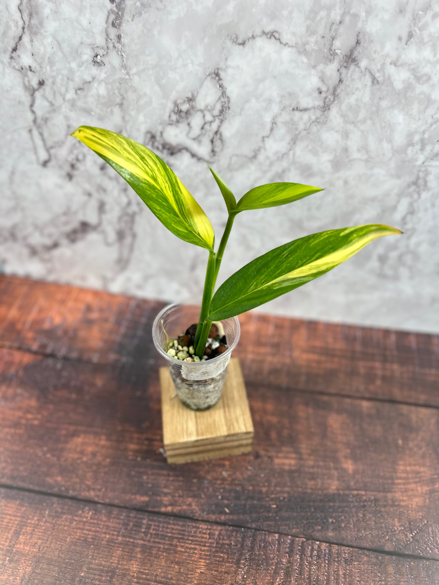 Variegated Epipremnum Amplissimum *Grower’s choice*