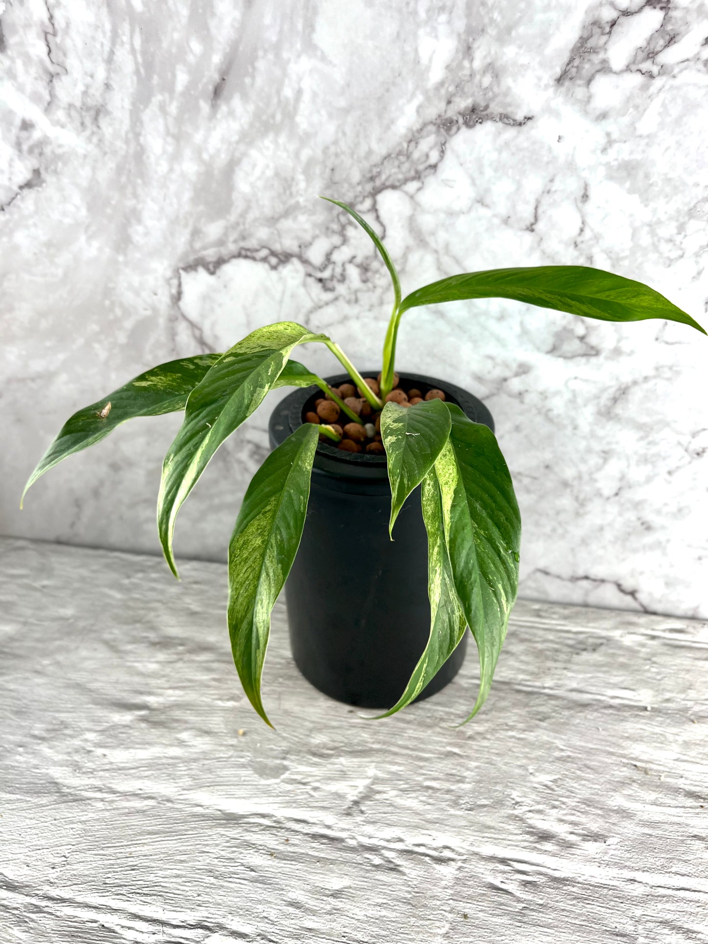 Variegated Rhaphidophora Megasperma