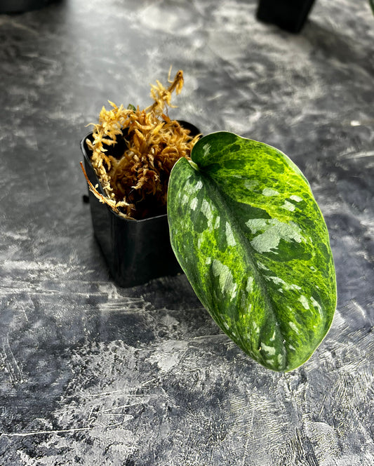 Scindapsus ‘Paraluman’ - Rare Variegation Green on Green