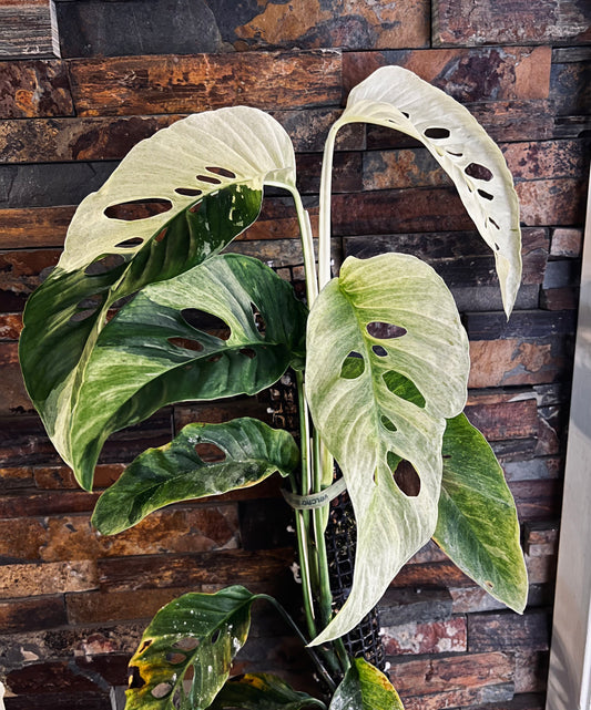 Variegated Monstera Laniata