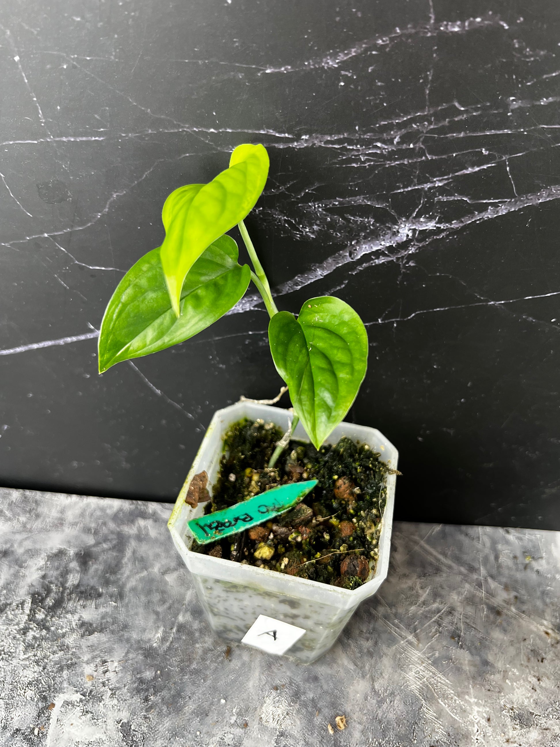 brazil monstera Monstera Obliqua 'Brazil' – Zero's Plants