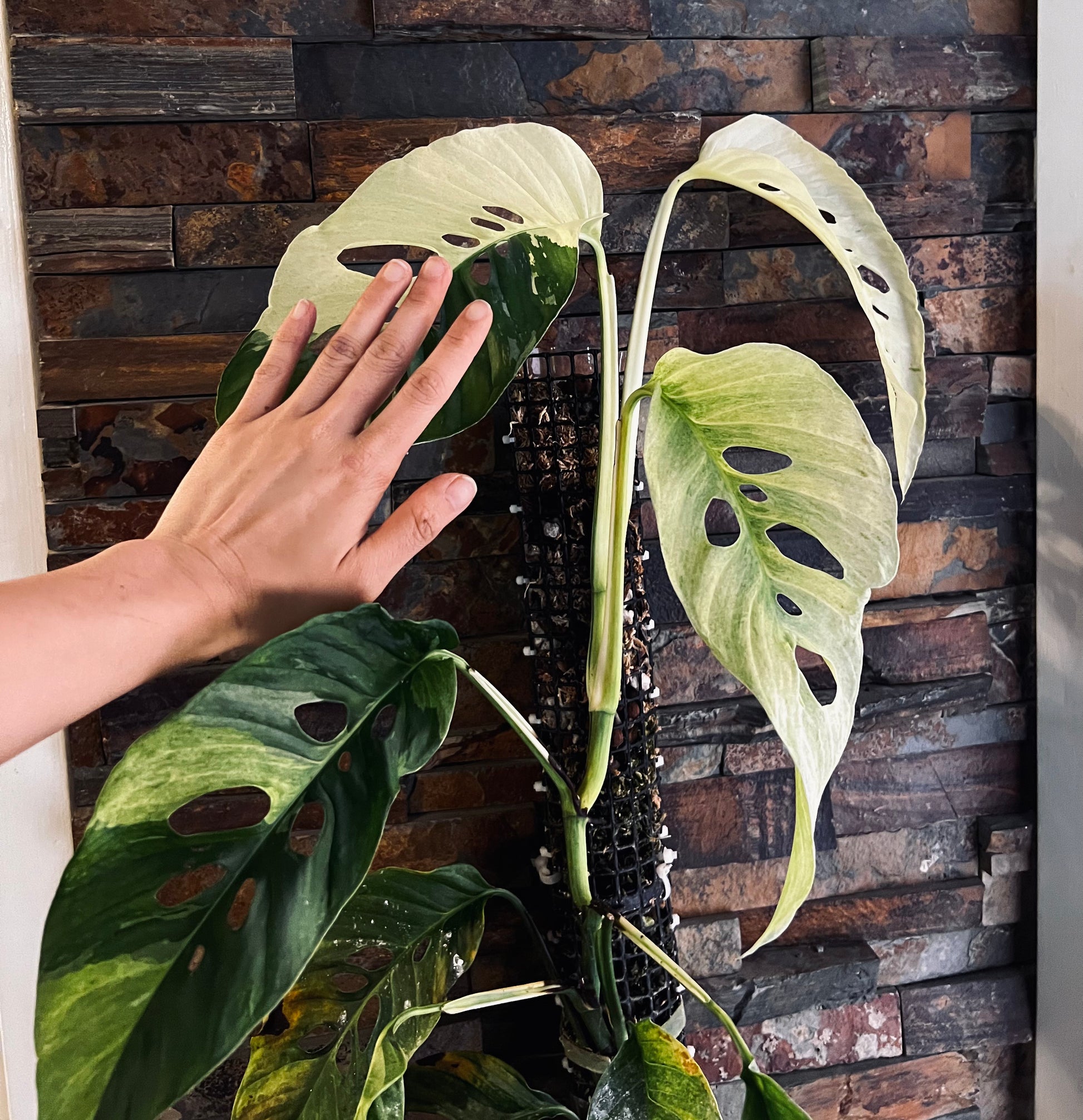 monstera adansonii variegated Monstera Laniata Variegated – Zero's Plants