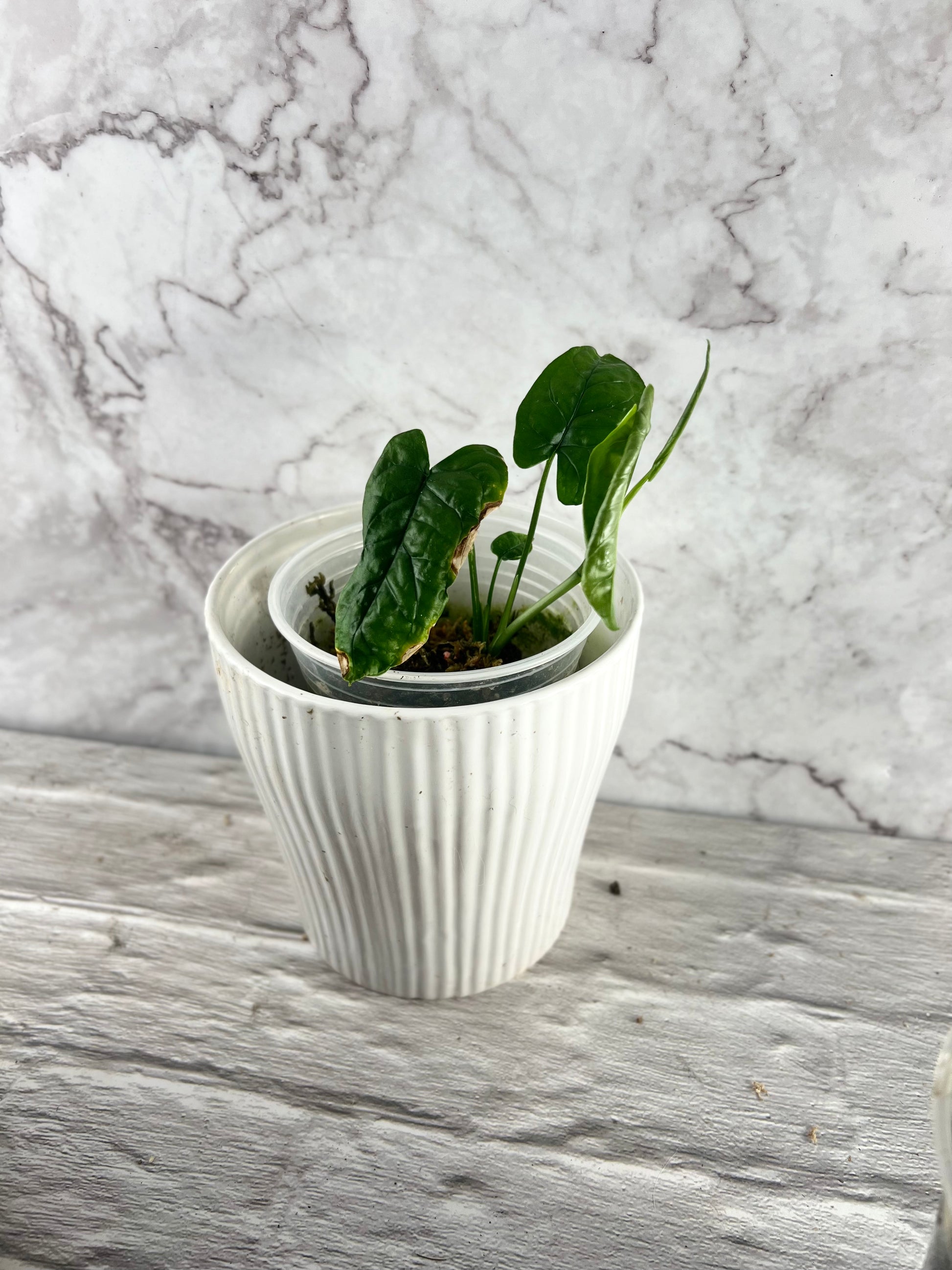 monstera membranacea Monstera Membranacea 'Caribbean' – Zero's Plants