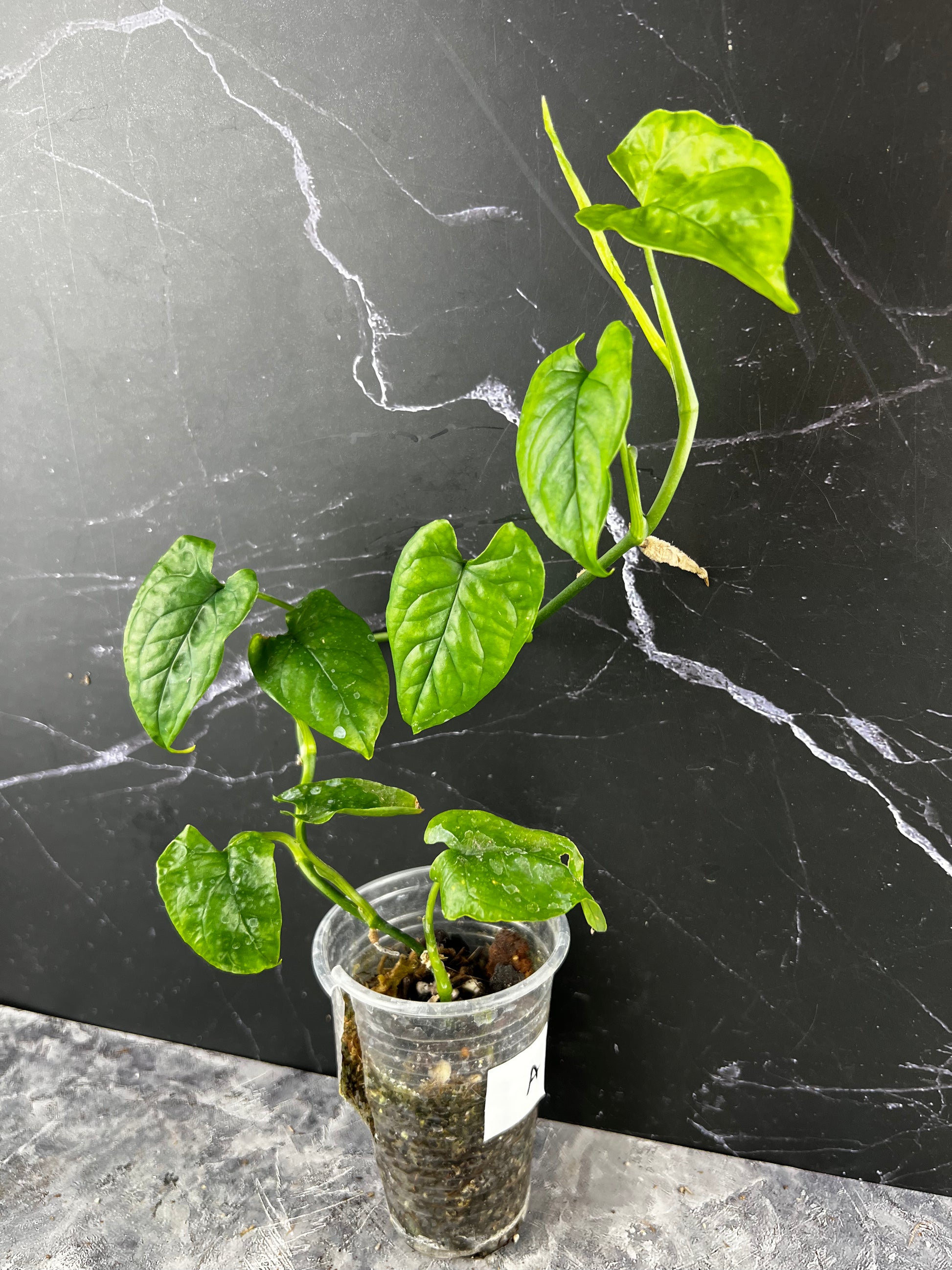 monstera nft Rare Monstera Starter Pack – Zero's Plants