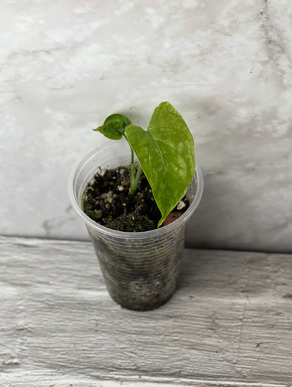 monstera membranacea Monstera Membranacea 'Caribbean' – Zero's Plants