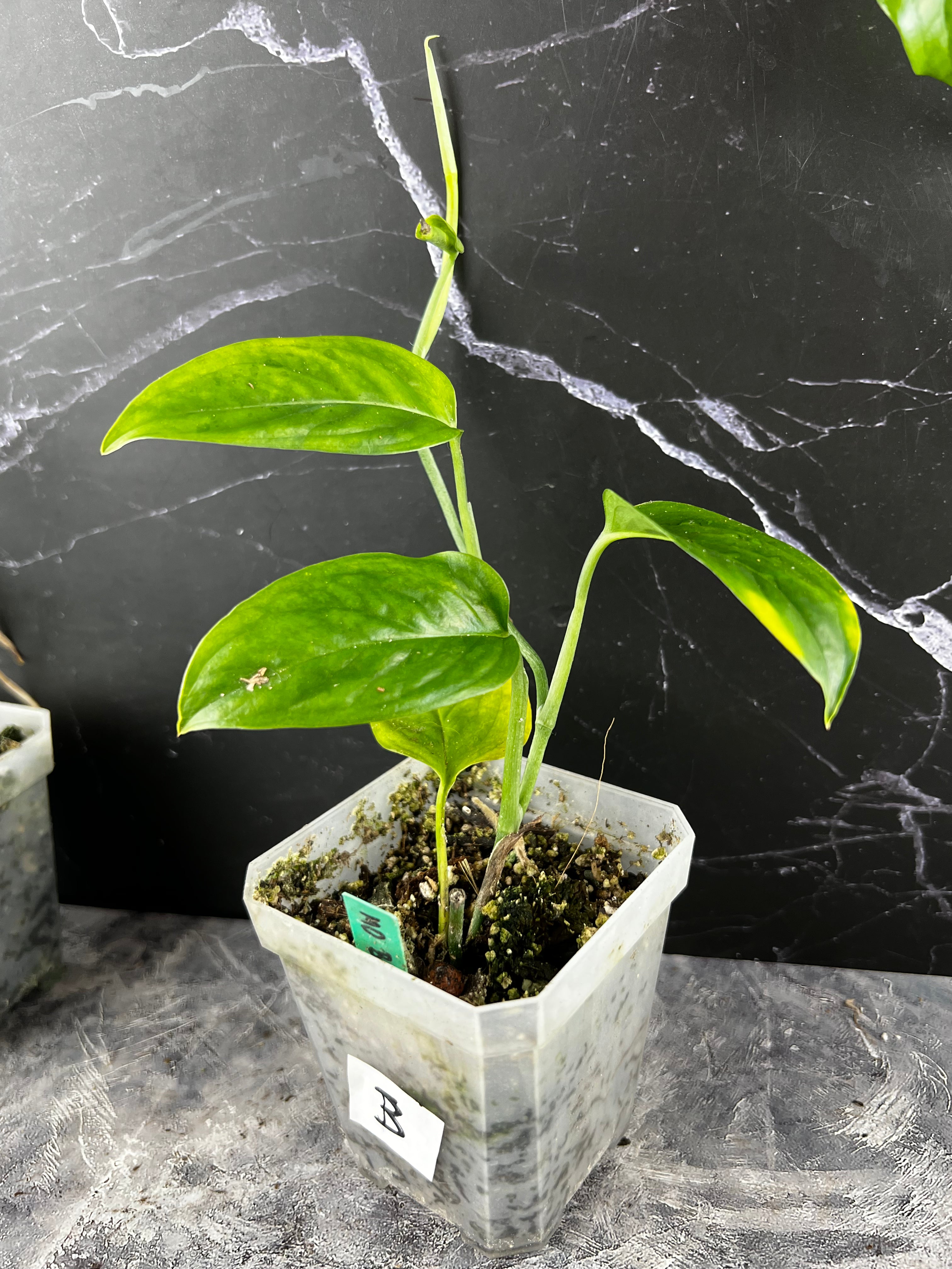 monstera obliqua brazil Monstera Obliqua 'Brazil' – Zero's Plants