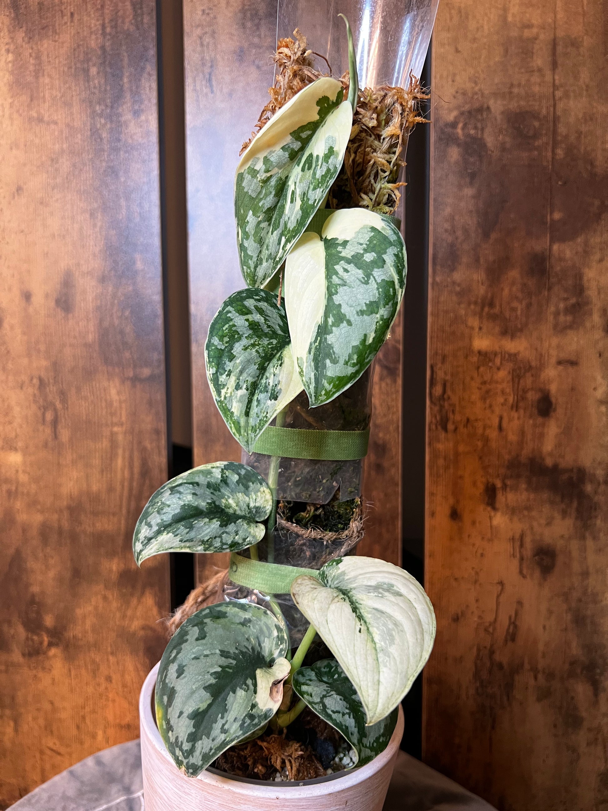 SCINDAPSUS MAYARI VARIEGATED - CUTTING (LV) - PLHC