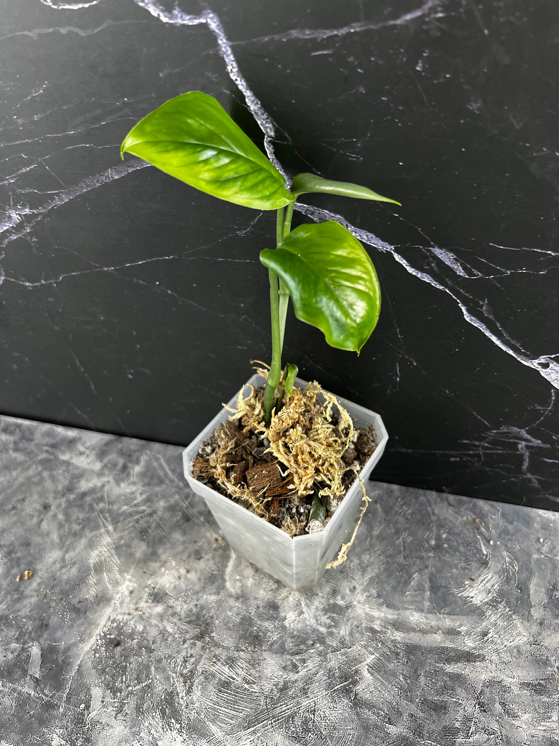 brazil monstera Monstera Obliqua 'Brazil' – Zero's Plants