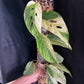 Variegated Monstera Laniata
