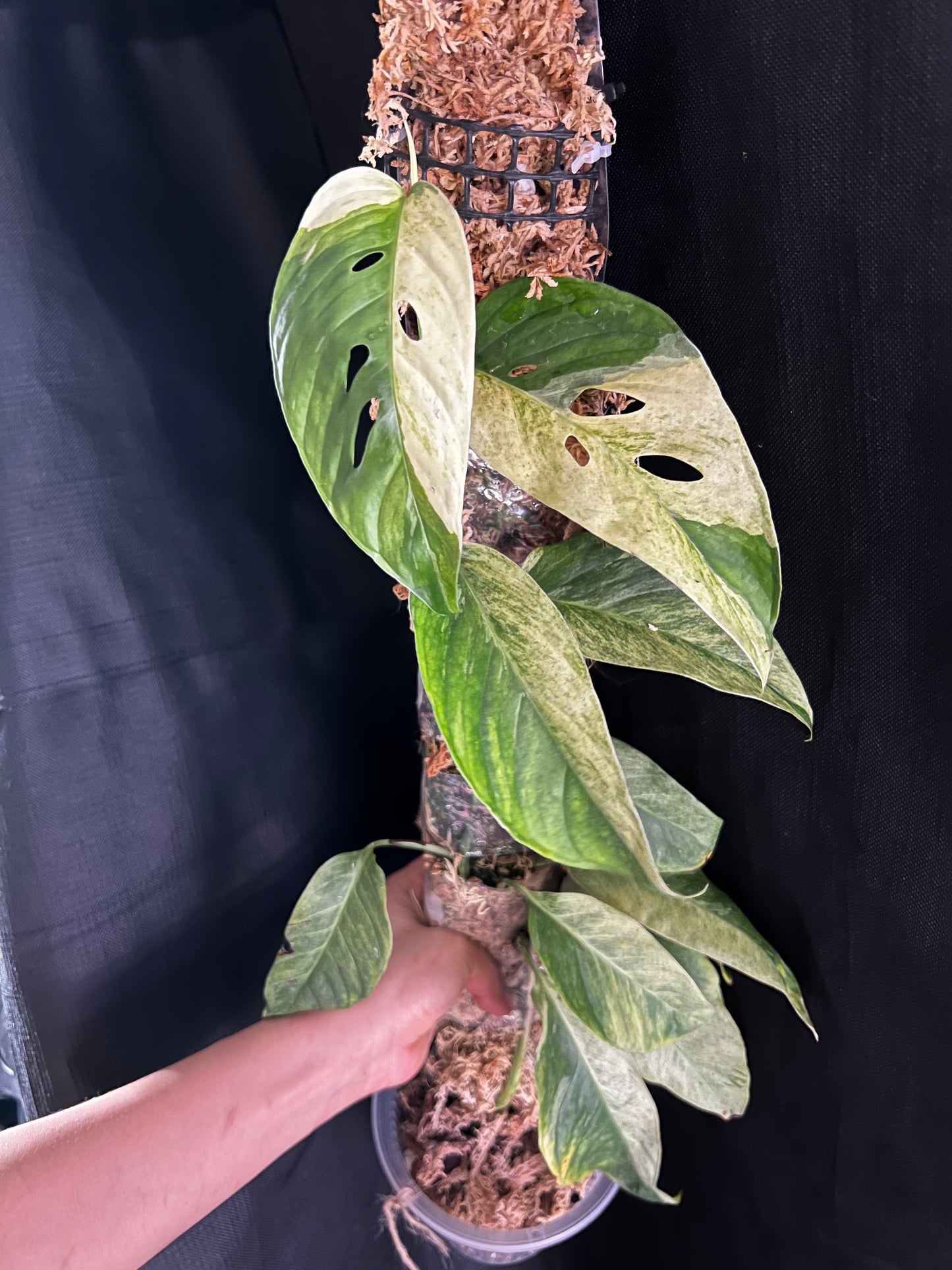 Variegated Monstera Laniata