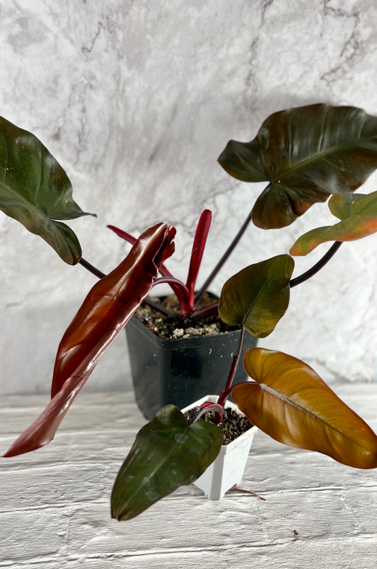 Philodendron Dark Lord *Grower’s choice*