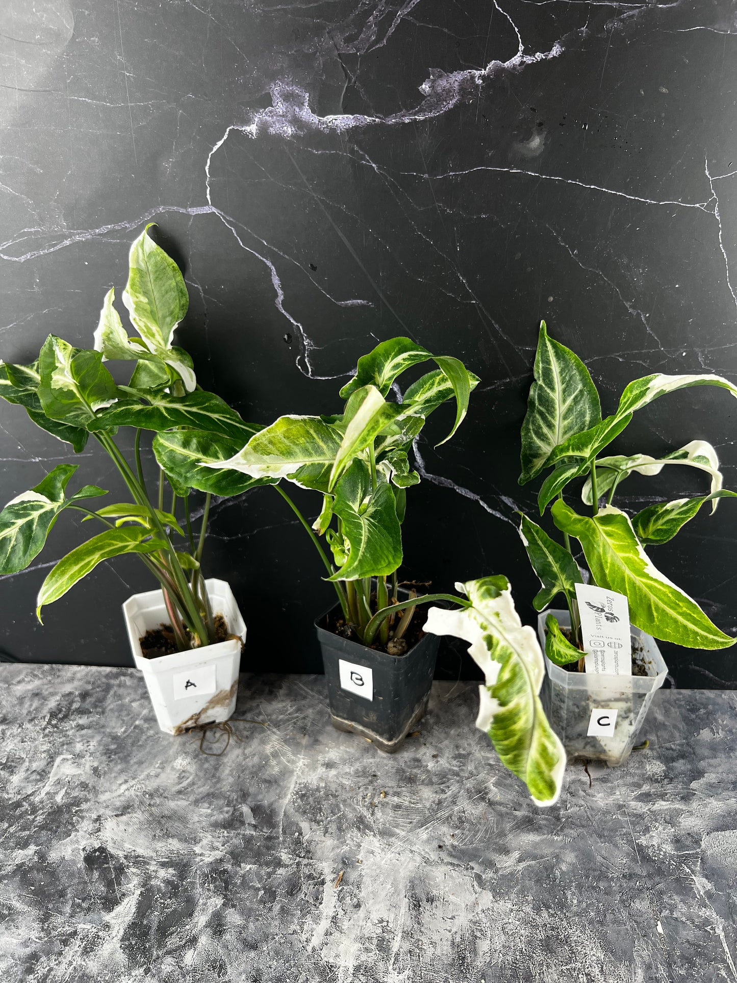 Syngonium T25