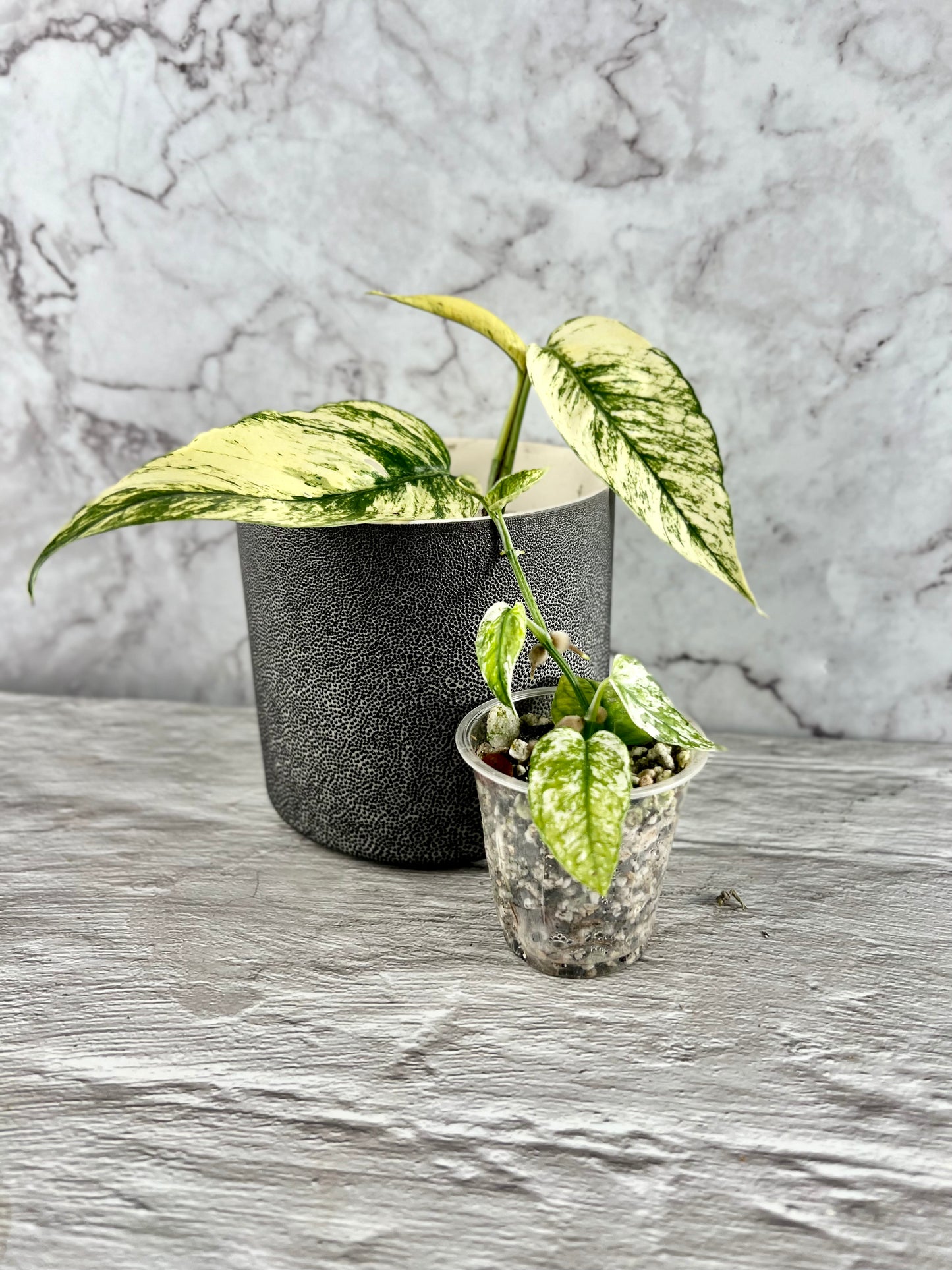 Epipremnum ‘Ghost’ (AKA Variegated ‘Cebu Blue’)