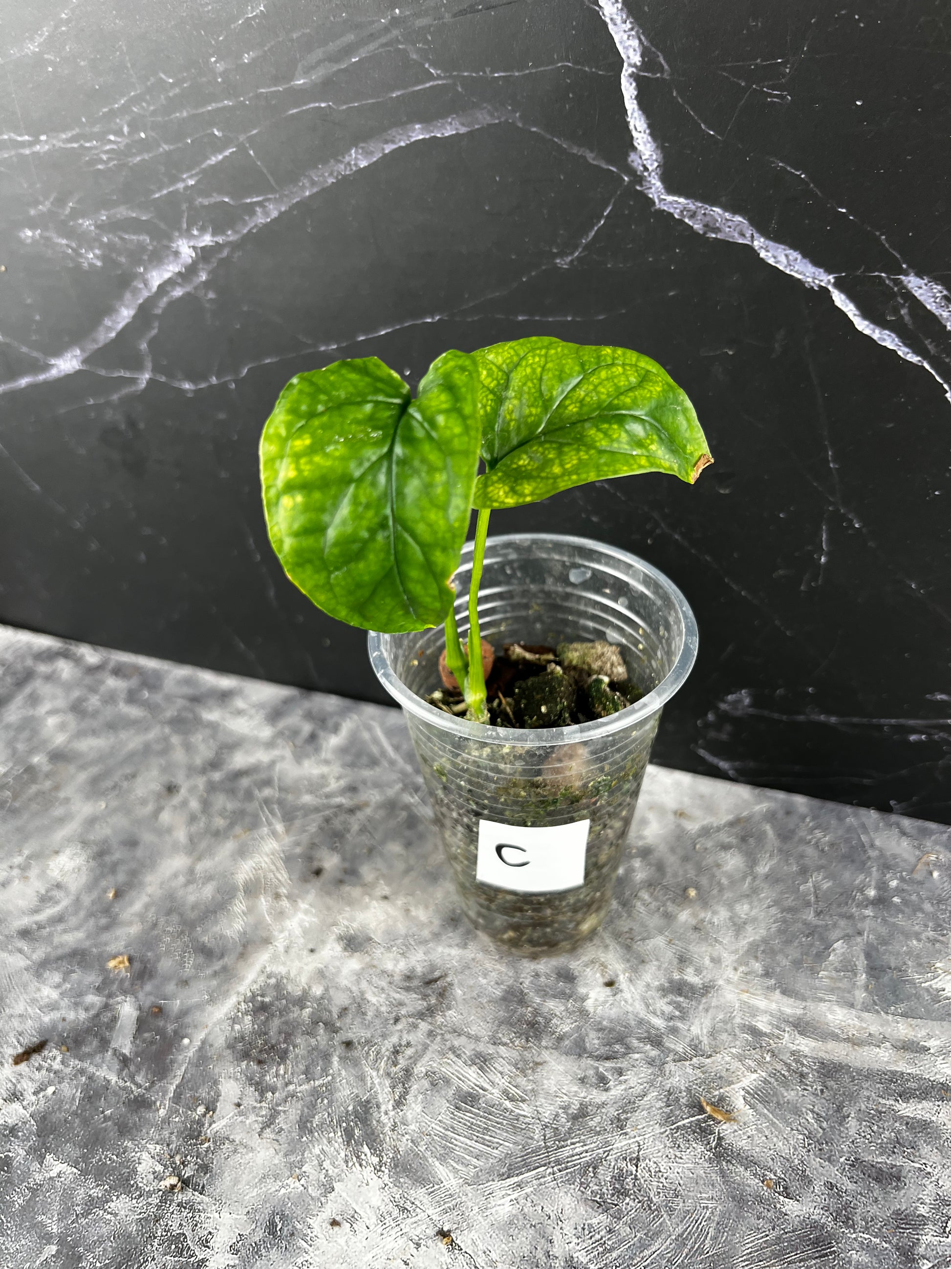 monstera membranacea Monstera Membranacea 'Caribbean' – Zero's Plants