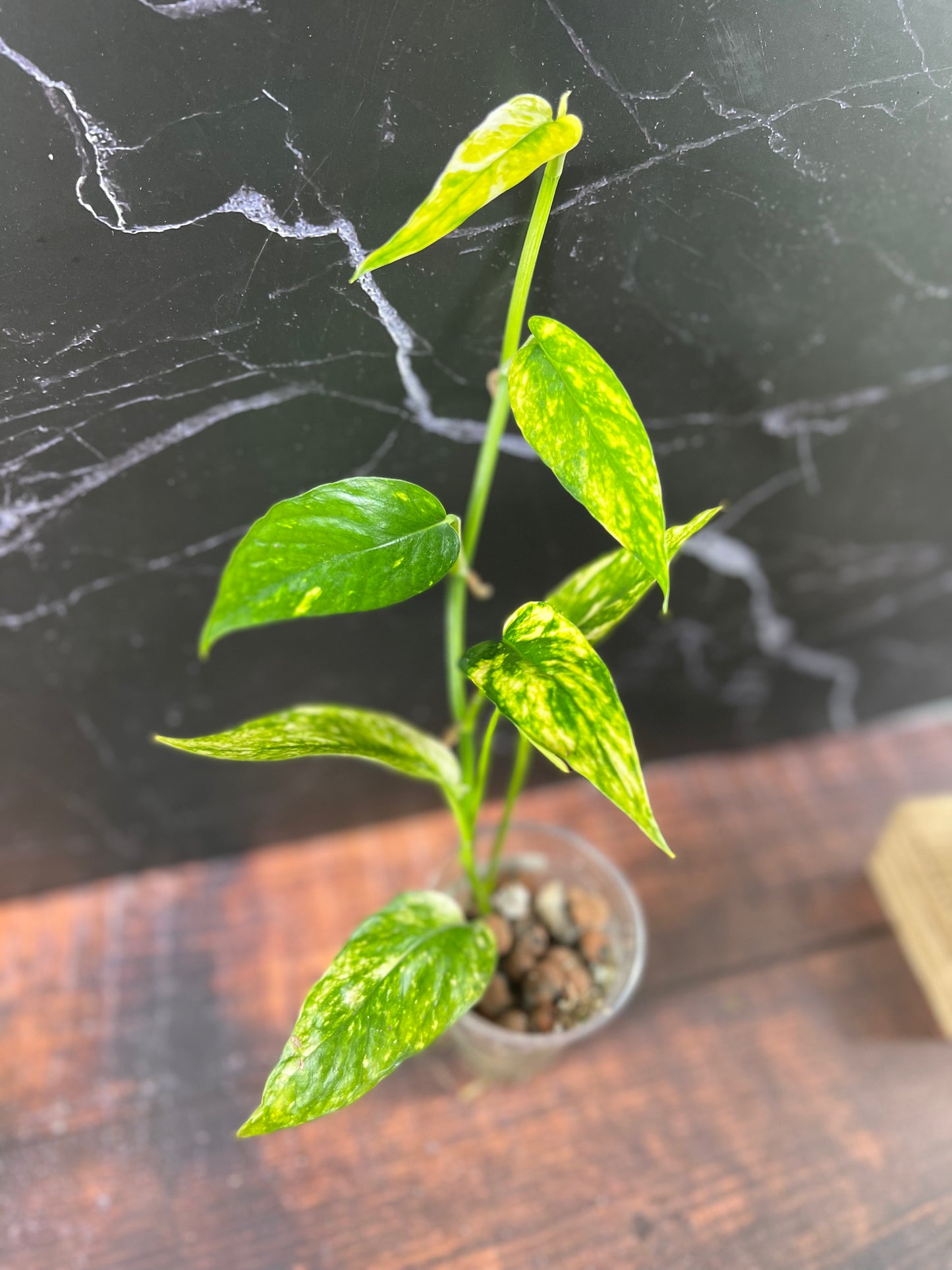 Epipremnum Yellow Flame