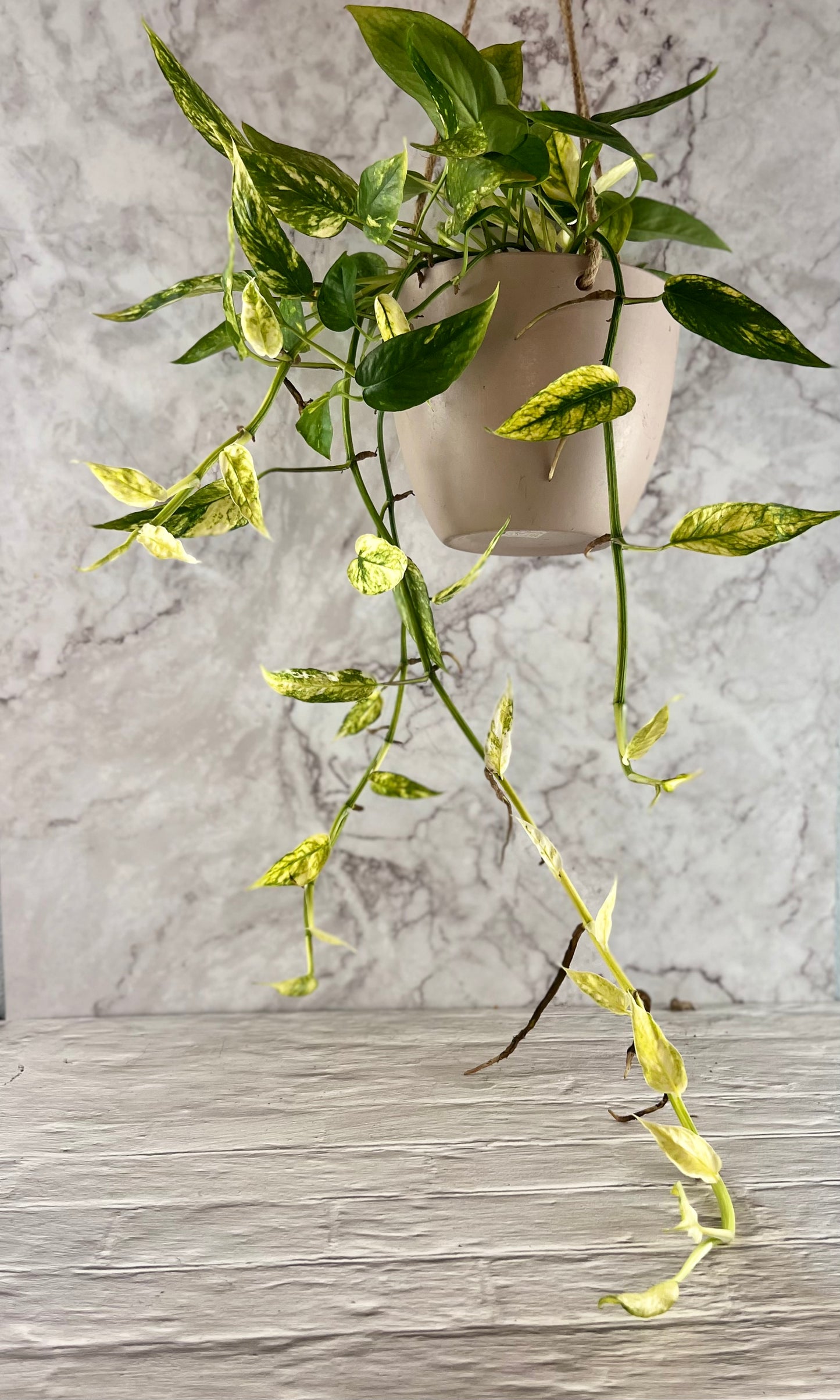 Epipremnum Yellow Flame