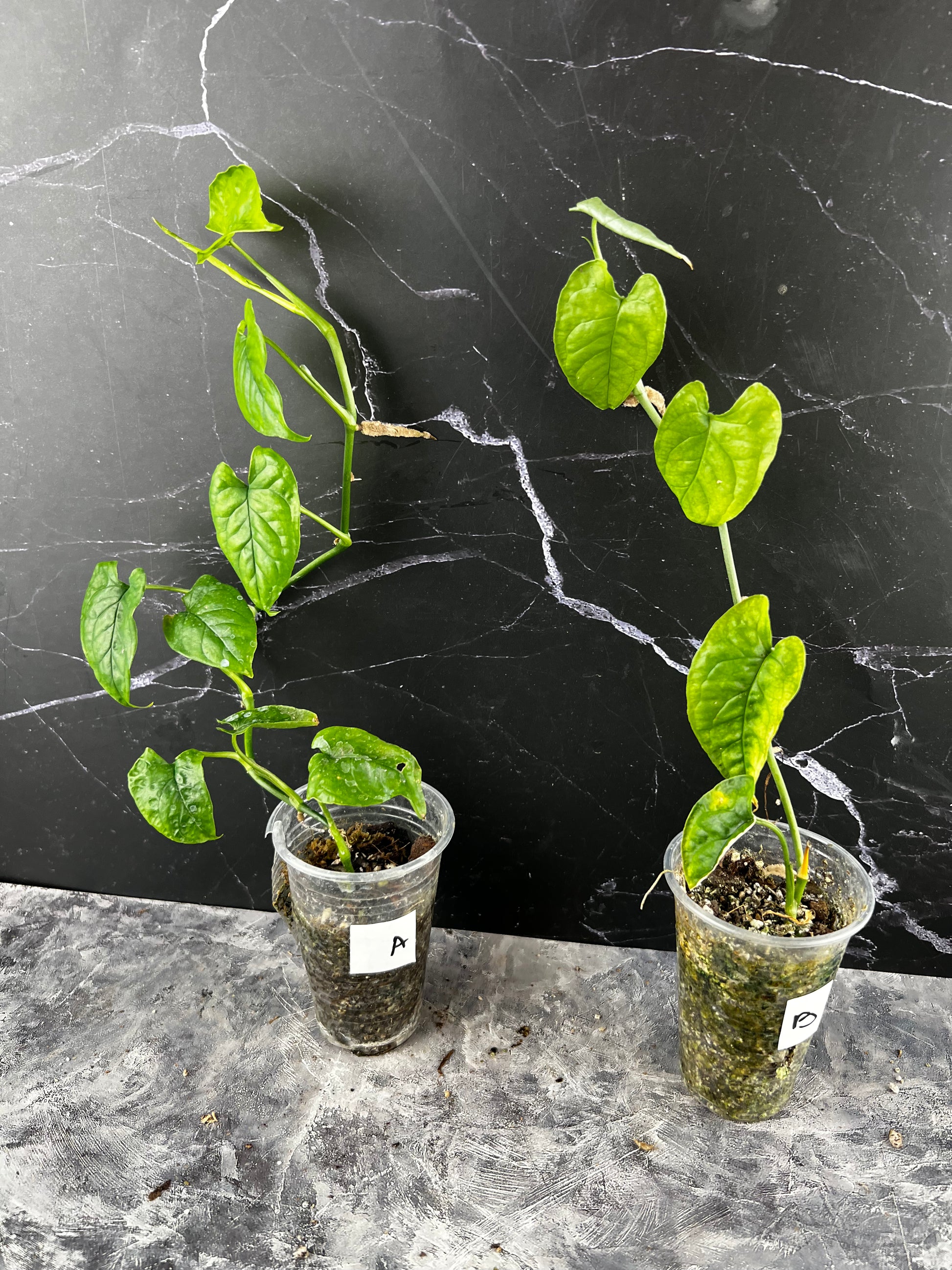 monstera membranacea Monstera Membranacea 'Caribbean' – Zero's Plants