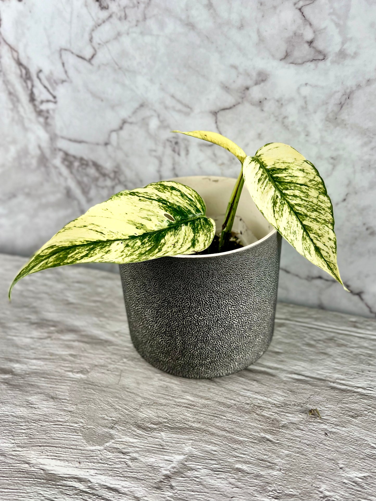 Epipremnum ‘Ghost’ (AKA Variegated ‘Cebu Blue’)