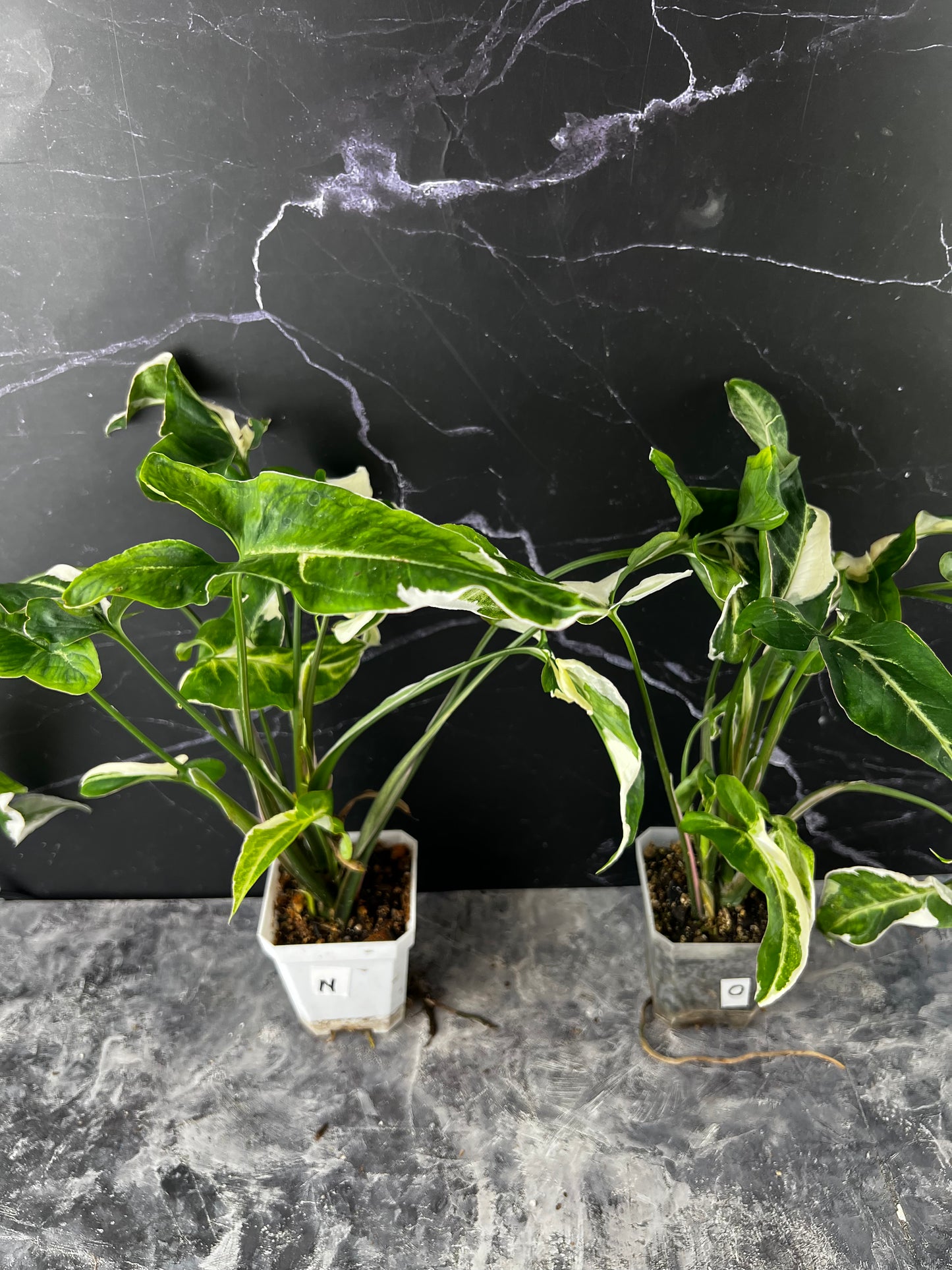 Syngonium T25
