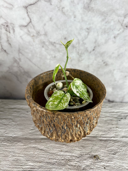 Epipremnum ‘Ghost’ (Variegated ‘Cebu Blue’)