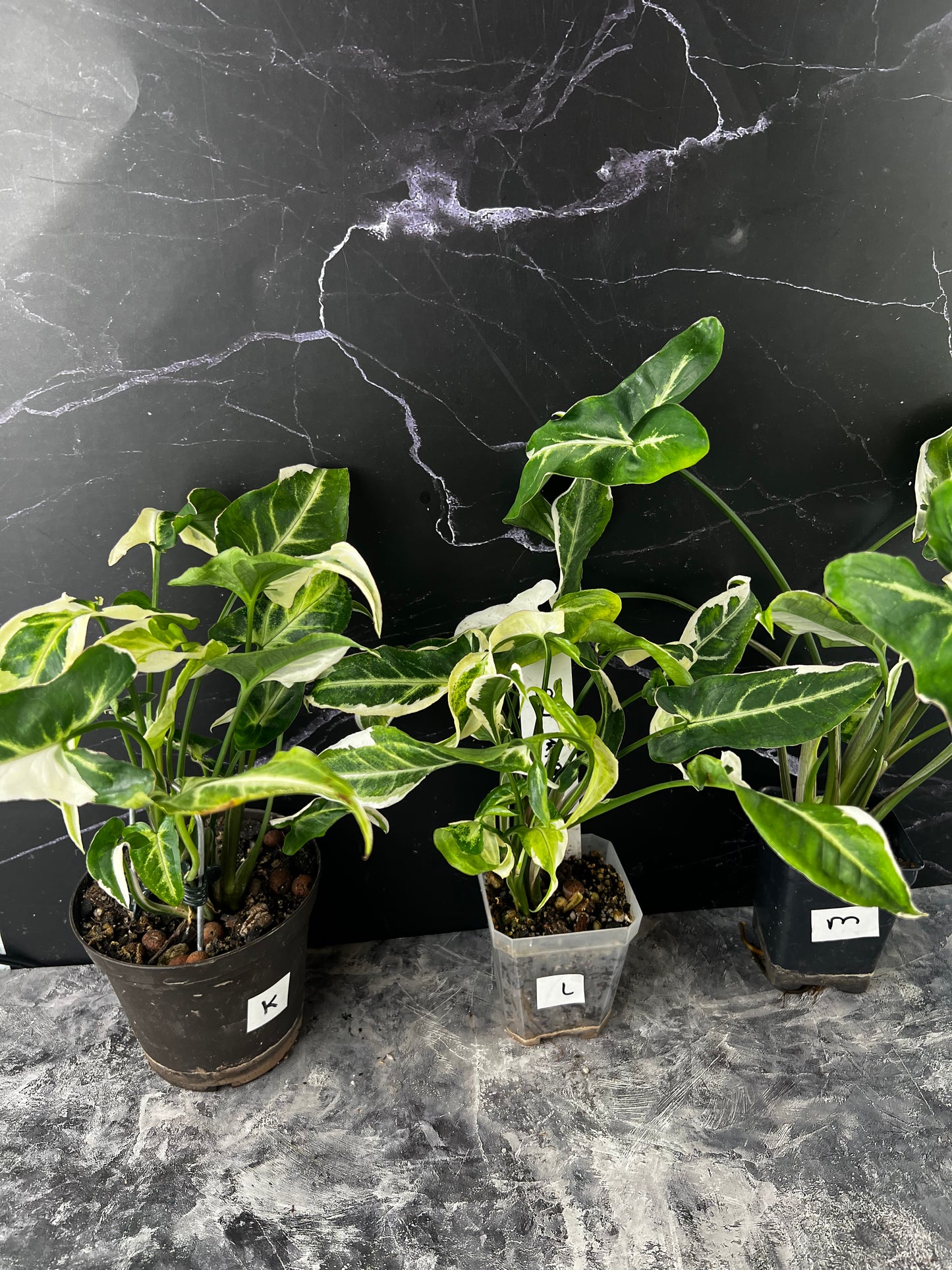 Syngonium T25